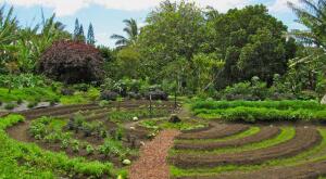 Permaculture en Algérie